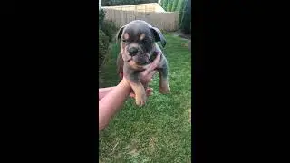 SOLD | Blue Tri Exotic Bully female 6 weeks old