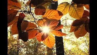 Unser Wald im Herbst