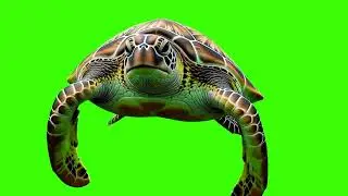 FREE HD Green Screen - SEA TURTLES COLLECTION