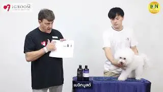 Bichon Frise - iGroom's grooming products by Rui Da Silva