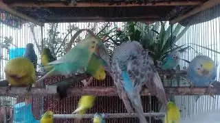 Quiet Bird Moments for Stress Reduction #stressrelief #homepeace #pettherapy