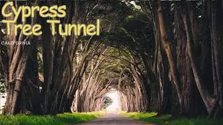Exploring the Enchanting Cypress Tree Tunnel in California