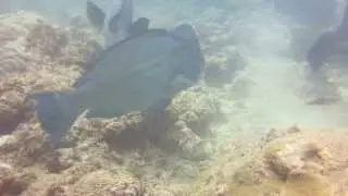 Scubadenz : Humphead Parrotfish