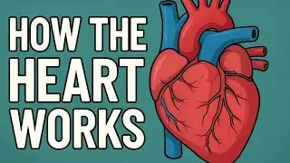 How Your Heart Works: The Ultimate Guide to the Human Pump