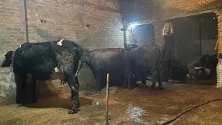      लाईट ख़राब हो गायी है गाय ने बच्चा दिया है