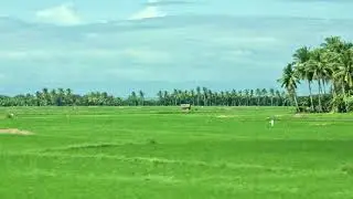 Green Fields Video Background | Green Fields Effect