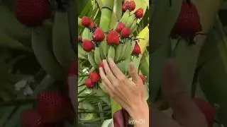 New Technic grow lichi fruit in banana plant ।। #shorts #viral #lichi #bananaplant
