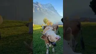 Autumn in Switzerland 🇨🇭 #switzerland #mountainswiev #youtubeshorts #cows
