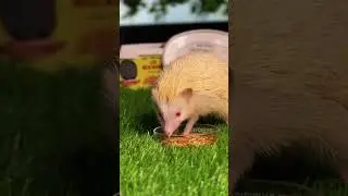 Best Live😍Mealworms in India | Natural Nutrition for Pets #shorts #shortsfeed  #birdsfood