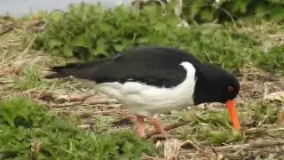 Oystercatcher feeding