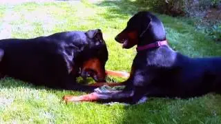 Copper en Mila