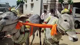 #hallikarodeya #hallikarbullfarming #hallikarstudbull #mandya #mysore #krpete  #dboss