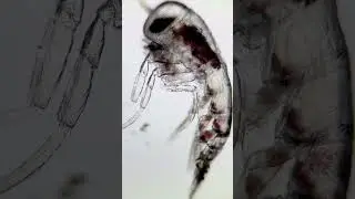 Full screen for this amphipod!