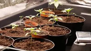 PRZEDKŁOSIE NOWEGO CYKLU Z MARS HYDRO - NEW FOR CAPSUA GROW (HYDRO) EPISODE (-: