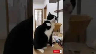 Cat Attack! Unleashing Love and Playfulness with Your Feline Friend
