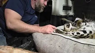Bonding with a serval!