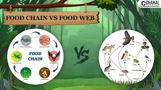 Food Chain vs. Food Web for IAS/UPSC Civil Services Exam: Environment Simplified