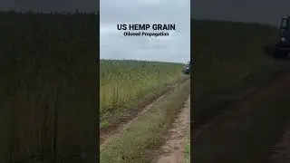 US HEMP GRAIN | Heirloom genetics. Elite oilseed & fiber variety.