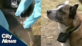 Vaccination clinic for dogs held in Vancouver after three puppies die from fatal canine virus