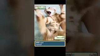 ORANGE CAT vs TICKLE in Pokemon Battle #pokemon #pokemonmemes #pokemonbattle #funnycats #irlpokemon