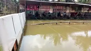 IKAN MUJAER SUSAH MAKAN!!!PAKE UMPAN GACOR LANGSUNG JOOSSSS!!!!!!