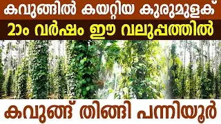 വിശ്വസിക്കാൻ പറ്റുമോ? ഇത് രണ്ടാംവർഷ കുരുമുളക് തോട്ടമെന്ന് I Blackpepper Farming I