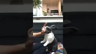 bunny doing human activity|| bunny tranning|| #rabbitfun2k #shorts #training