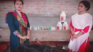 Gulfisha Dairy, Rampura village, Damkhoda Block, Bareilly district (U.P.)