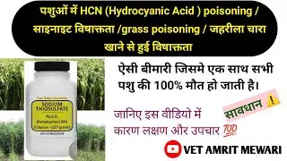 Cyanide poisoning in cattle | पशुओं में HCN poisoning | पशुओं की जहरीला खाना खाने से मौत | grass