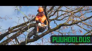 Puuhooldus Tartus Puude hooldus Tartus Vikatimees arborist oksade purustamine Treecare in Estonia