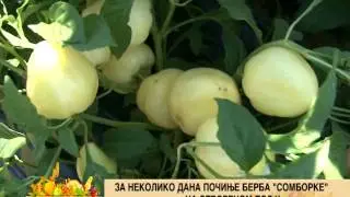 Za nekoliko dana pocinje berba somborke na otvorenom polju