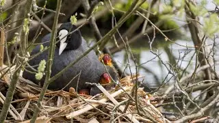 Eurasian coot | Soth&oslash;ne | mother and chicks  resting on their nest