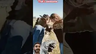 Hawks entrance  between close women's #reels #hawk #women #shots #reels #funny