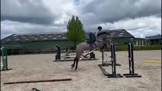 4 jarig talentvol springpaard