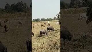 Gaon Ki Desi Cow 🐄 | Village Life With Cows & Animals | Real Rural India