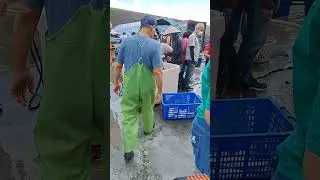 家庭號 紅甘魚 豐收! Amazing netting fresh Amberjack, nice for Sashimi, 光榮定置漁場 #fishing #netting #freshfish 0