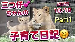 Тройняшки любят свою маму 😋 Она хорошая жена, Шелк ❤️ [Дневник родителей 10/18] #NonHoiPark #Silk...