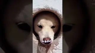 Forget Expensive CCTV! This Dog Cam Will Blow Your Mind