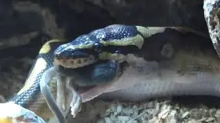 PREDATOR FEEDING BALL PYTHONS / Python regius / RAUBTIER F&Uuml;TTERUNG K&Ouml;NIGSPHYTON