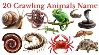 बच्चों के लिए 20 रेंगने वाले जानवरों के नाम | Crawling Animals Name Hindi & English | Kids Sliding