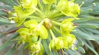 Spurge - Euphorbia cyparissias - Mj&oacute;lkurjurtir - Sedrusmj&oacute;lk - &THORN;ykkbl&ouml;&eth;ungar - Illgresi