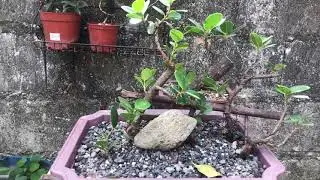 Raft & rock planting
