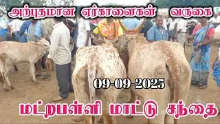 09-09-2025/ அற்புதமான எர்காளைகள் வருகை / மட்றபள்ளி மாட்டு சந்தை/ Today update 