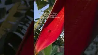 The importance of pollinators can never be overstated! #bees #pollinators #pollinator #pollination