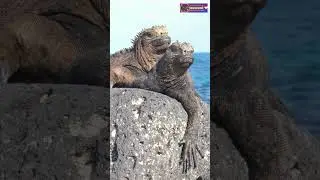 Iguana Reptile Short | Incredible Iguana | Living with an Iguana | Creative Nature #nature #animals