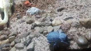 Blue death feigning beetle - Asbolus verrucosus