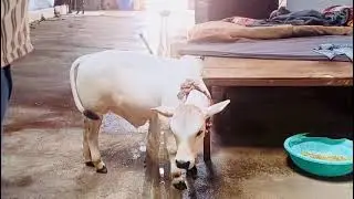 Mini cow Baidyanath cow and human protection trust. #cow #ngo #trust #india #gauseva #farming #help