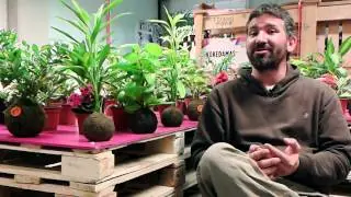 Producir Cambio - Kokedamas, Plantas sin macetas