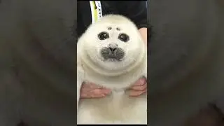 Sea doggos &ldquo;Seal&rdquo; the deal #seal #dog #shorts #animals #pets