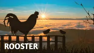 Rooster Crowing Compilation Plus - Rooster Crowing Sounds Effect (alarm) | Sound of Rooster Crowing